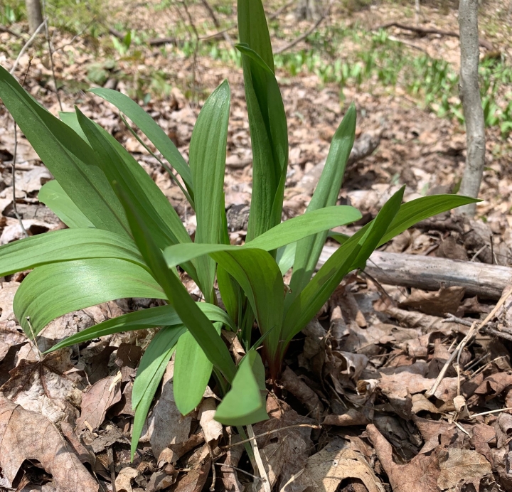 Wild Ramps.  A Gift from the Forest.
